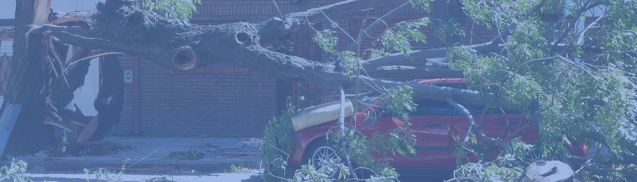 car crushed by tree limb