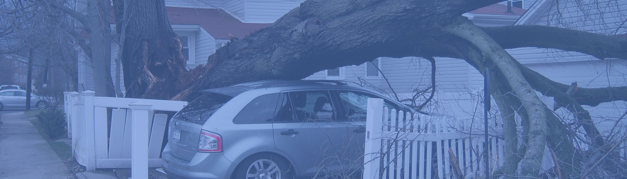 tree falls on car